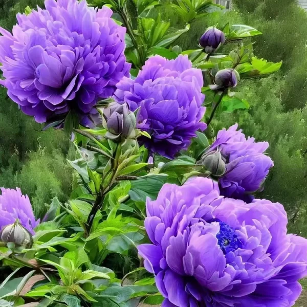 CHINESE PEONY SEEDS FOR HOME GARDEN - Image 2