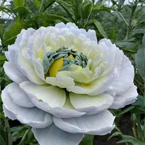 CHINESE PEONY SEEDS FOR HOME GARDEN