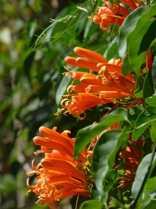 🏵️PYROSTEGIA VENUSTA CLIMING FLOWER SEEDS