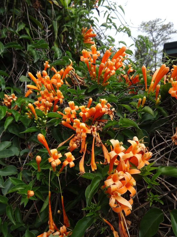 🏵️PYROSTEGIA VENUSTA CLIMING FLOWER SEEDS - Image 2