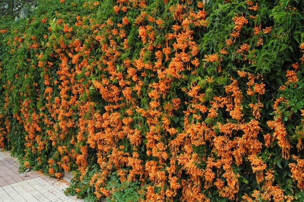 🏵️PYROSTEGIA VENUSTA CLIMING FLOWER SEEDS - Image 6