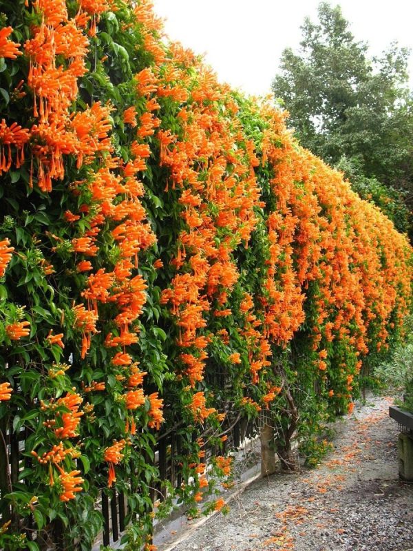 🏵️PYROSTEGIA VENUSTA CLIMING FLOWER SEEDS - Image 4