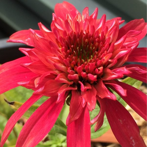 DOUBLE SCOOP RASPBERRY CONEFLOWER