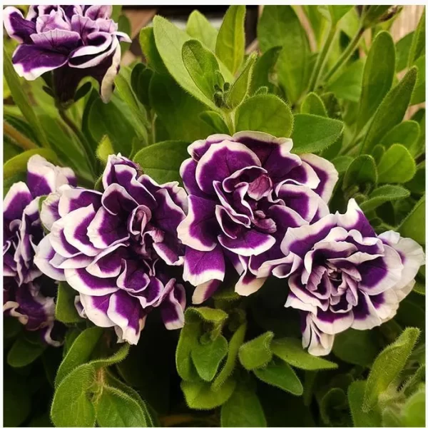 PETUNIA SEEDS, DOUBLE PIROUETTE PURPLE F1 - Image 3