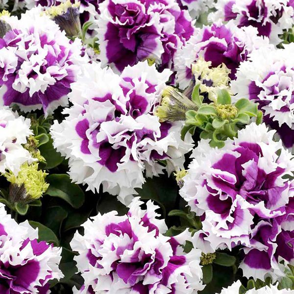 PETUNIA SEEDS, DOUBLE PIROUETTE PURPLE F1 - Image 4