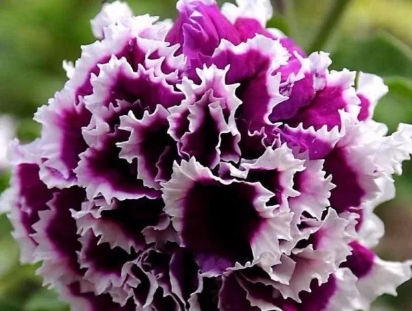 PETUNIA SEEDS, DOUBLE PIROUETTE PURPLE F1 - Image 2