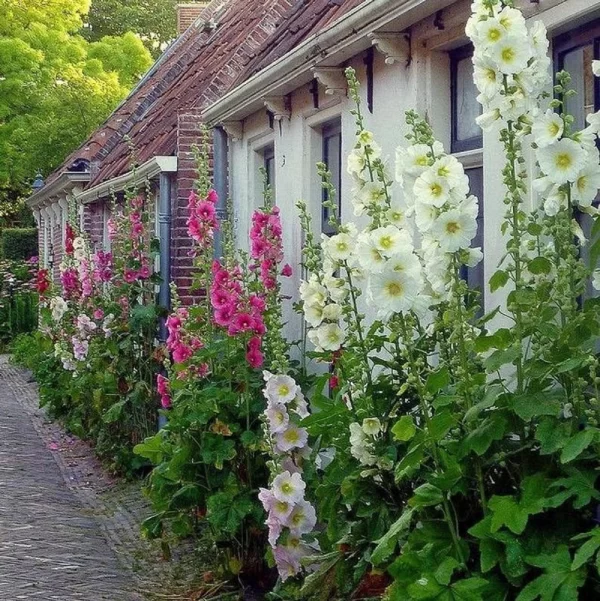 MINIATURE HOLLYHOCK MIXTURE - Image 2