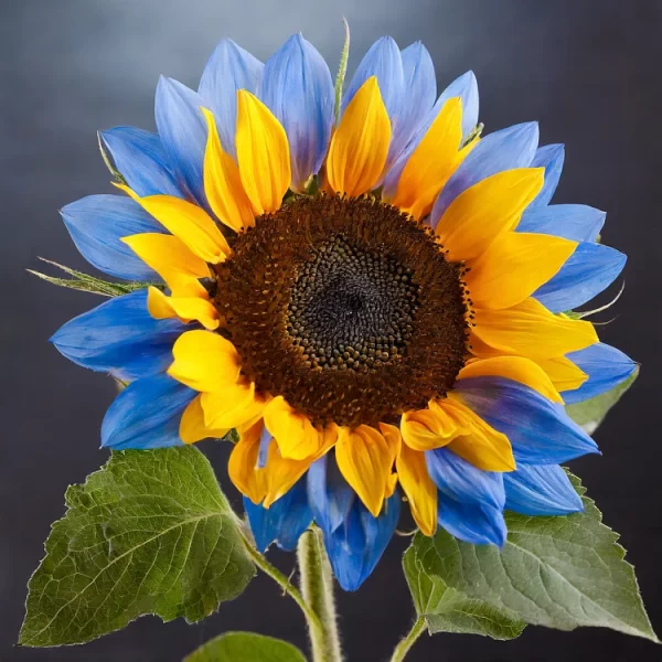 TWIN-BLOSSOM BLUE OVER YELLOW SUNFLOWER SEEDS - Image 3