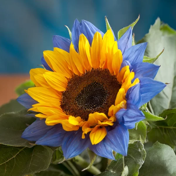 TWIN-BLOSSOM BLUE OVER YELLOW SUNFLOWER SEEDS - Image 2