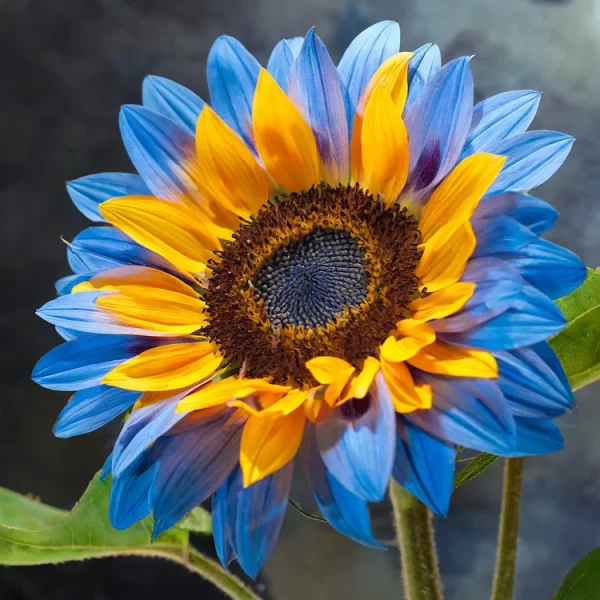 TWIN-BLOSSOM BLUE OVER YELLOW SUNFLOWER SEEDS