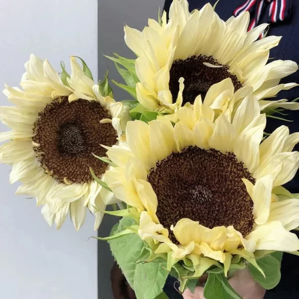 50 SEEDS YELLOW SUNFLOWER WITH BLACK HEART - Image 2