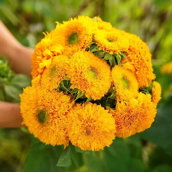 TEDDY BEAR SUNFLOWER SEEDS - Image 4