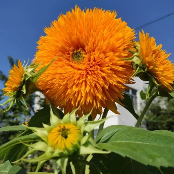 TEDDY BEAR SUNFLOWER SEEDS