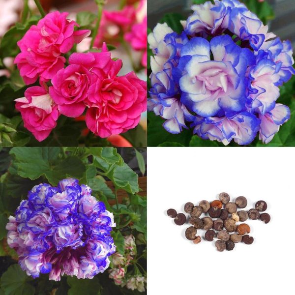 RARE 'NIGHT BLUE' GERANIUM SEEDS APPLEBLOSSOM ROSEBUD PELARGONIUM PERENNIAL - Image 3