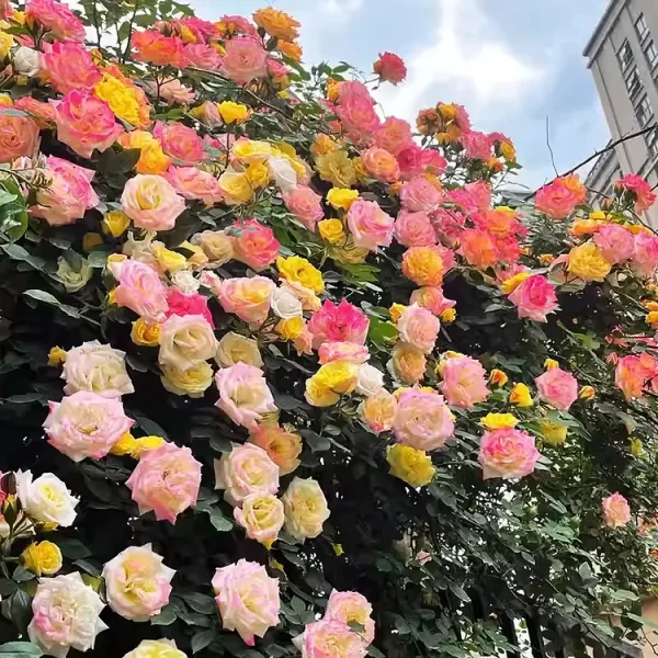 🌹RARE CLIMBING ROSE SEEDS - Image 5