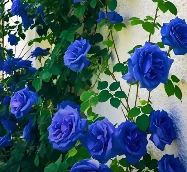 🌹RARE CLIMBING ROSE SEEDS - Image 3