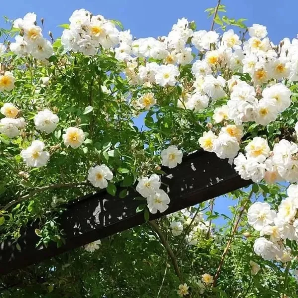 🌹RARE CLIMBING ROSE SEEDS - Image 2