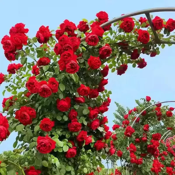 🌹RARE CLIMBING ROSE SEEDS