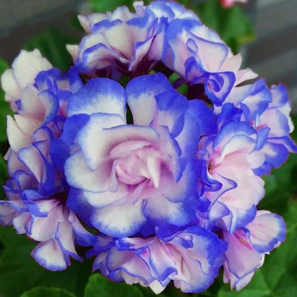 RARE 'NIGHT BLUE' GERANIUM SEEDS APPLEBLOSSOM ROSEBUD PELARGONIUM PERENNIAL - Image 2