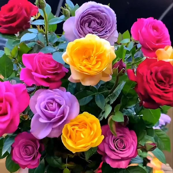 🌹ROSE MIXED COLOR SEEDS - Image 6