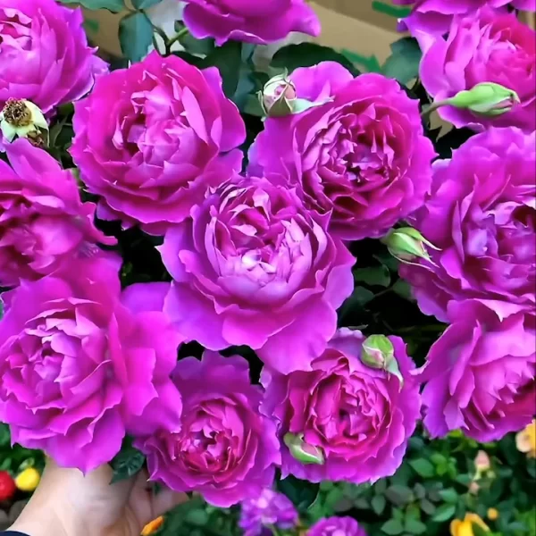 🌹ROSE MIXED COLOR SEEDS - Image 3