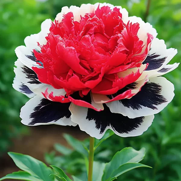 Rare Multicolored Peonies Seeds