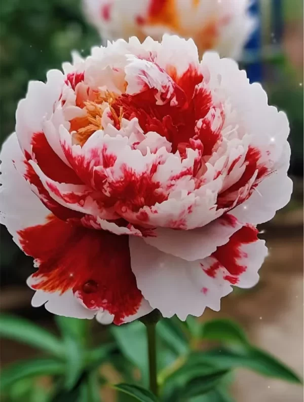 Rare Multicolored Peonies Seeds - Image 3