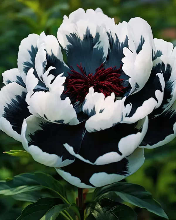 Rare Multicolored Peonies Seeds - Image 4