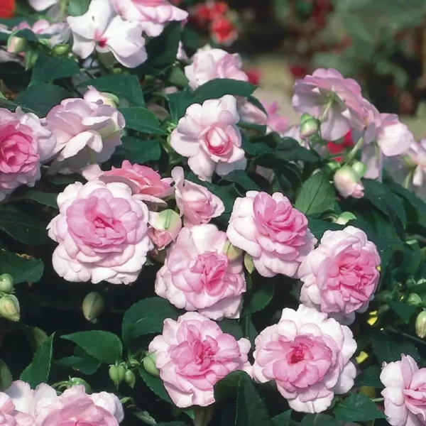 DOUBLE IMPATIENS SEEDS - A SYMPHONY OF PETALS IN NATURE'S GARDEN