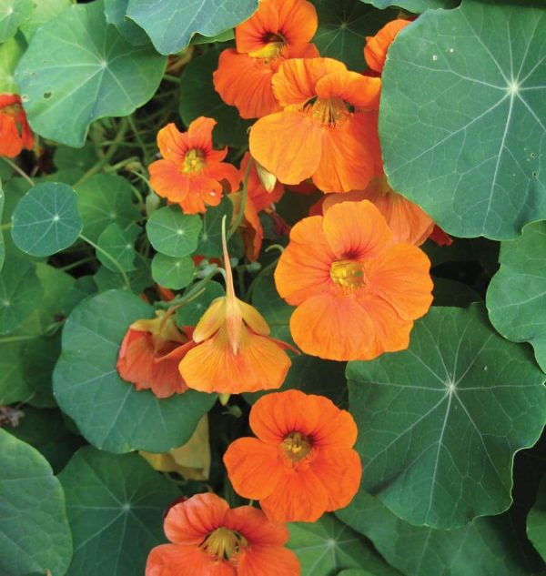 NASTURTIUM SEEDS (TALL) - MIXED COLORS - Image 6