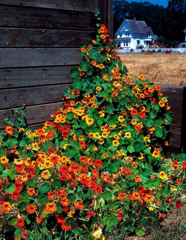 NASTURTIUM SEEDS (TALL) - MIXED COLORS - Image 4