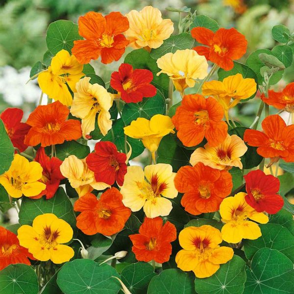 NASTURTIUM SEEDS (TALL) - MIXED COLORS