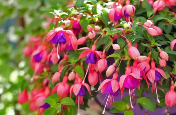 FUCHSIA HYBRIDA VOSS SEEDS THE FAIRY FLOWER - Image 10