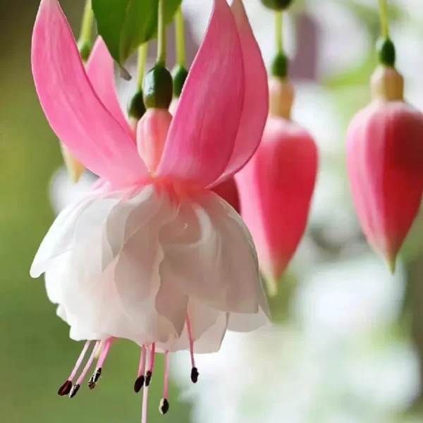 FUCHSIA HYBRIDA VOSS SEEDS THE FAIRY FLOWER - Image 8