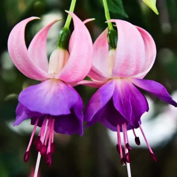 FUCHSIA HYBRIDA VOSS SEEDS THE FAIRY FLOWER - Image 7