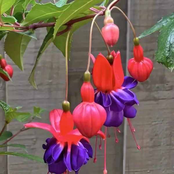 FUCHSIA HYBRIDA VOSS SEEDS THE FAIRY FLOWER - Image 6