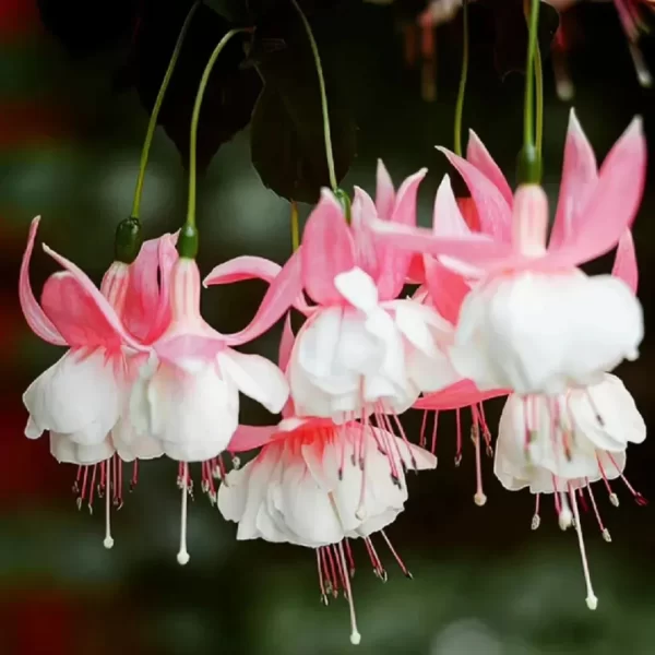 FUCHSIA HYBRIDA VOSS SEEDS THE FAIRY FLOWER - Image 4