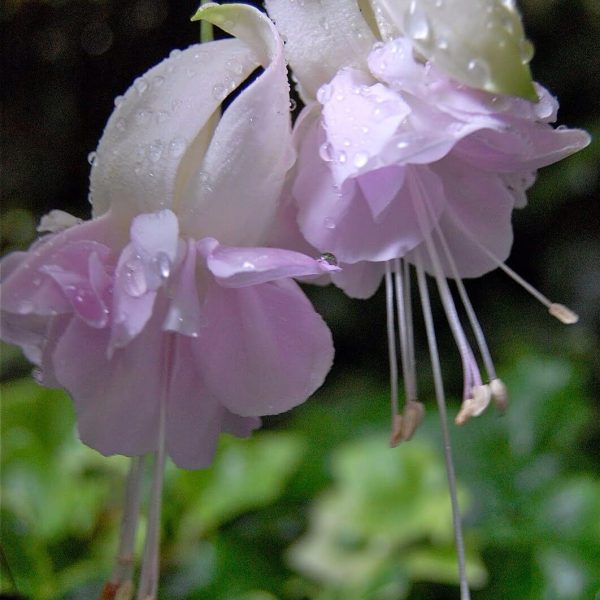 FUCHSIA HYBRIDA VOSS SEEDS THE FAIRY FLOWER