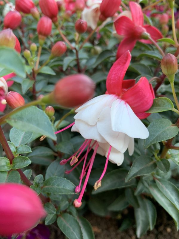 FUCHSIA HYBRIDA VOSS SEEDS THE FAIRY FLOWER - Image 2