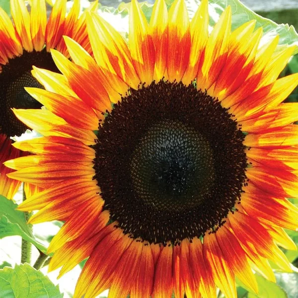 SUNFLOWER, FIRE CATCHER - Image 2