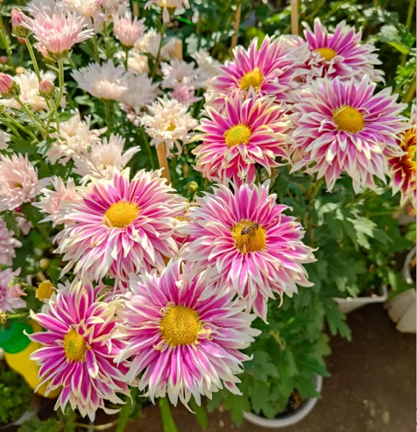 RARE TREASURE CHRYSANTHEMUM SEEDS - Image 6