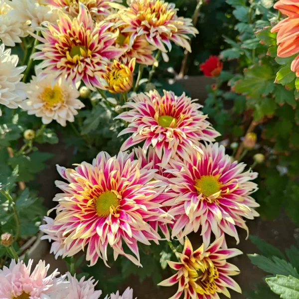 RARE TREASURE CHRYSANTHEMUM SEEDS - Image 5