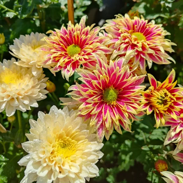 RARE TREASURE CHRYSANTHEMUM SEEDS - Image 2