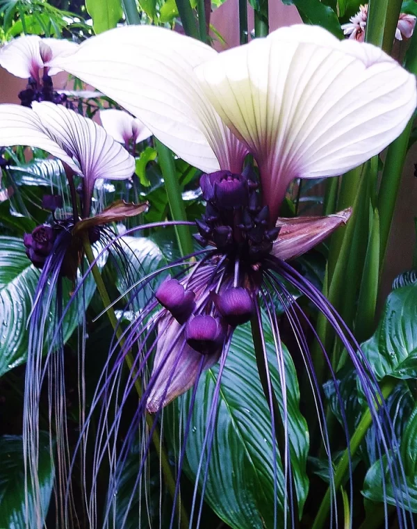 RARE EXOTIC WHITE BAT FLOWER SEEDS | TACCA INTEGRIFOLIA - Image 3