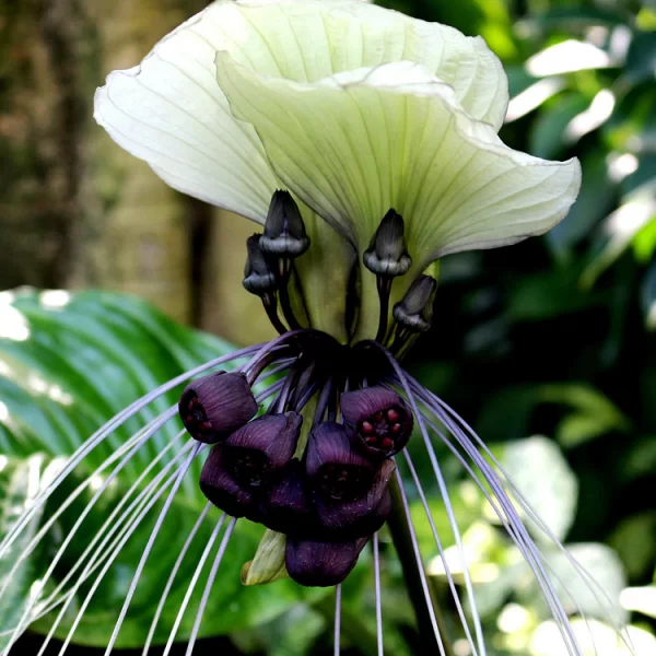 RARE EXOTIC WHITE BAT FLOWER SEEDS | TACCA INTEGRIFOLIA - Image 2