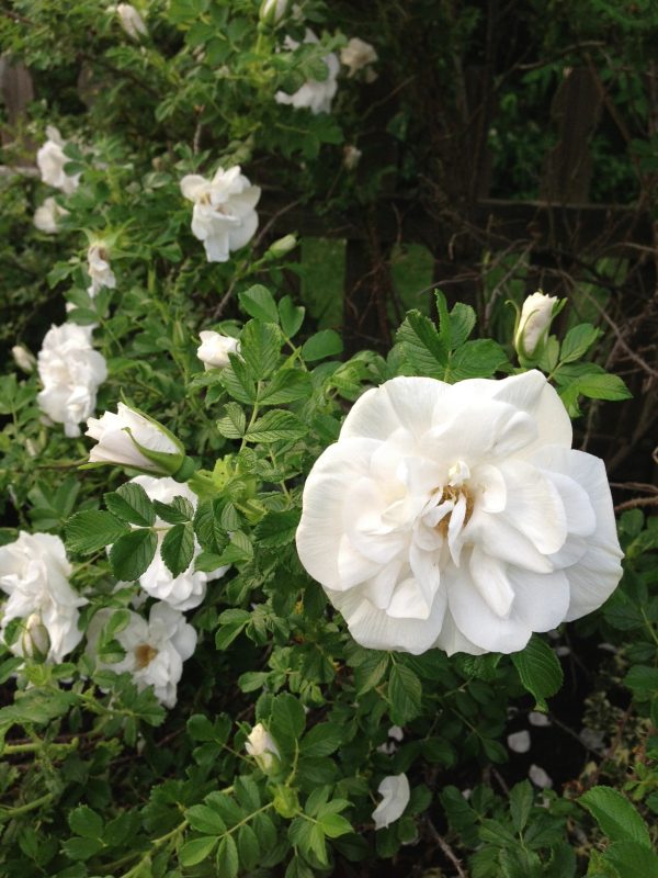 BLANC DOUBLE-BLOSSOM DE COUBERT SEEDS - Image 3