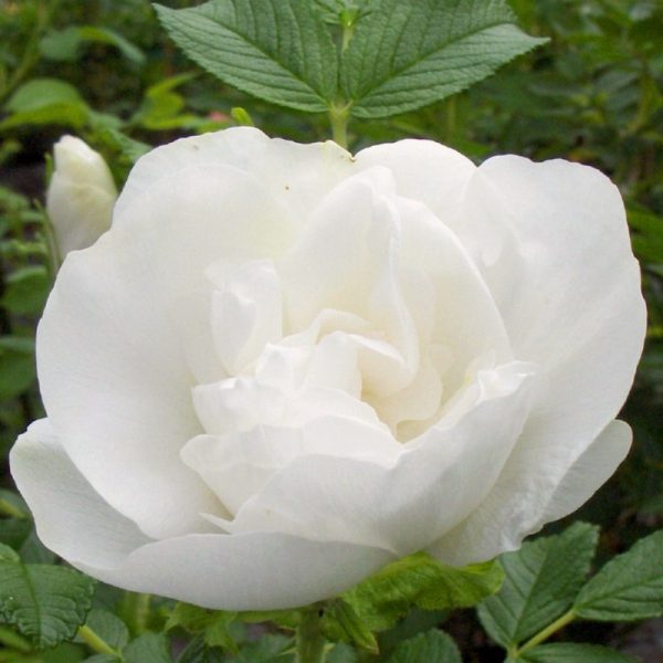 BLANC DOUBLE-BLOSSOM DE COUBERT SEEDS