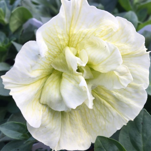 SUMMER DOUBLE PETUNIA ELIZABETH