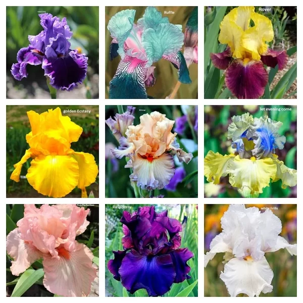 IRIS FLOWER PERENNIAL RARE BEARDED IRIS