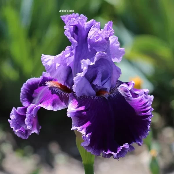 IRIS FLOWER PERENNIAL RARE BEARDED IRIS - Image 2